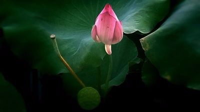 努比亚z17mini拍照方法