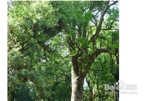 普洱茶冲饮方法