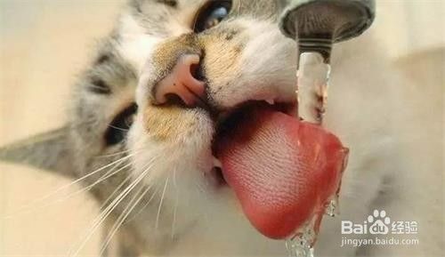 猫口炎不能吃什么 猫口炎吃什么食 百度经验