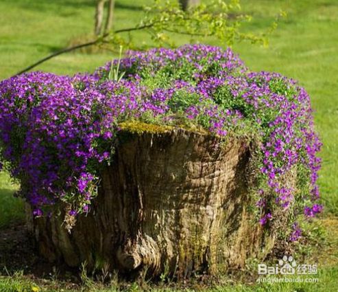 树桩断面的年轮,一般南面间隔大,北面间隔小.