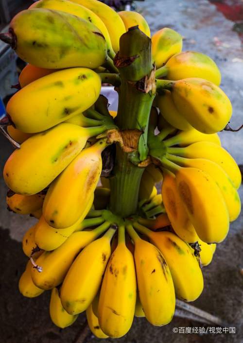 苹果蕉怎么种出来的?