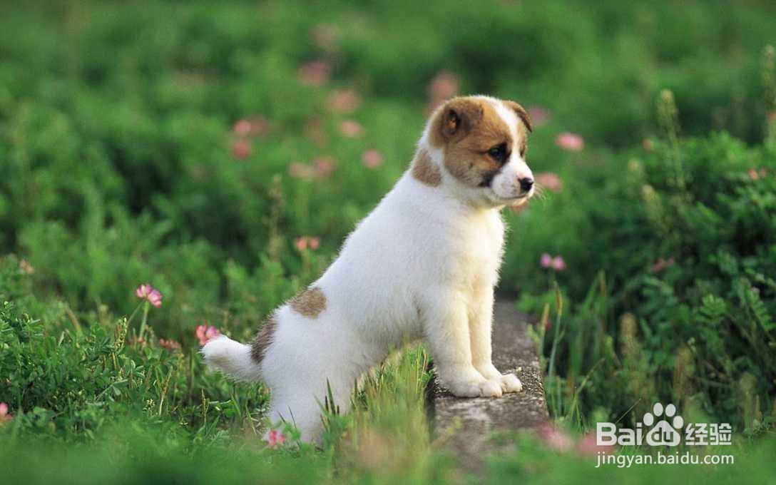 让狗狗抓破了皮怎么办