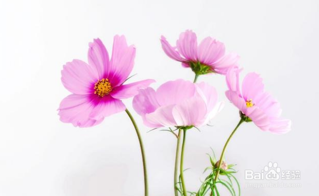 拍花朵有哪些构图技巧