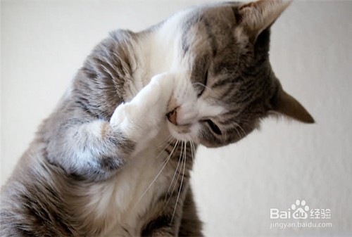 猫咪有皮屑怎么办