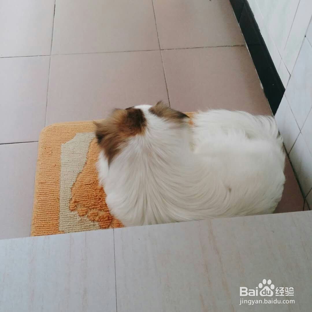 如何帮宠物抓跳蚤、蜱虫