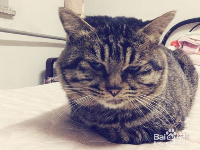 怎么选择购买健康的中国狸花猫？