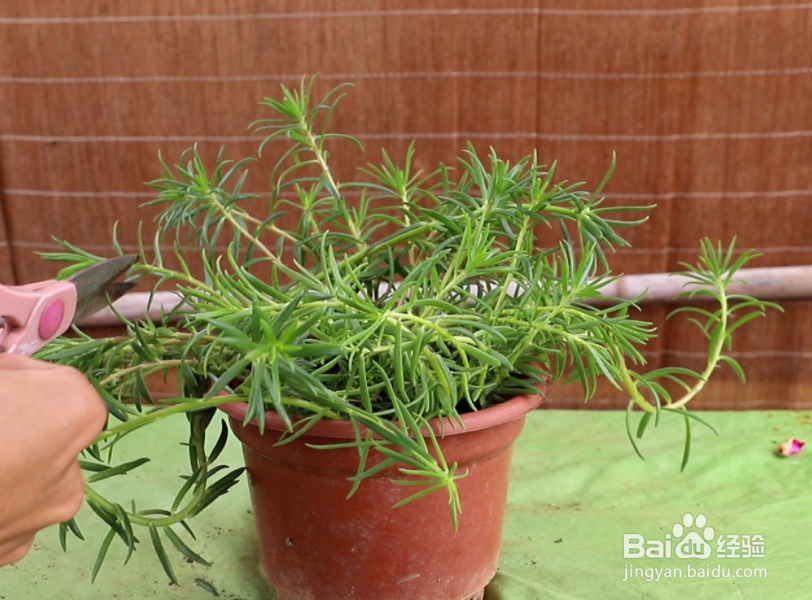 太阳花怎么养才能开花爆盆