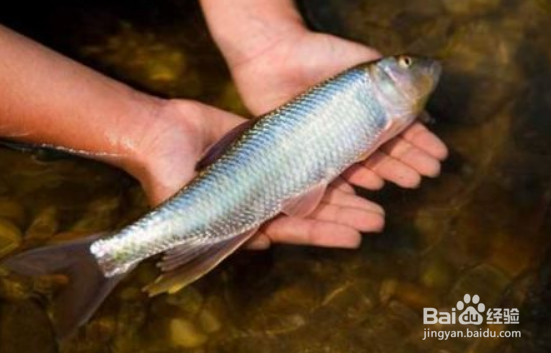 买鱼的时候应该怎么挑鱼