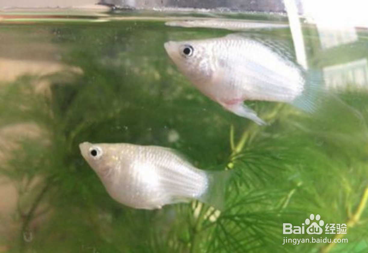 玛丽鱼的养殖方法和注意事项