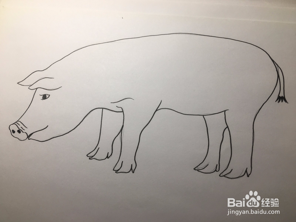 简笔画：猪的画法 幼儿简笔画