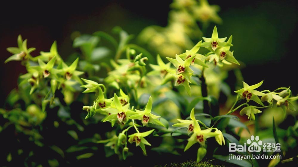 石斛兰的养殖方法及技巧