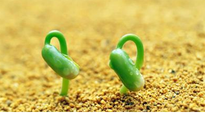 如何提高西瓜种子的发芽率