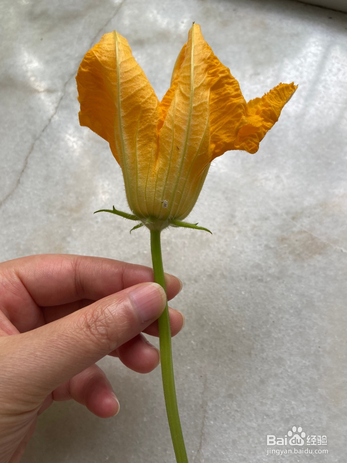 阳台种植西葫芦如何授粉