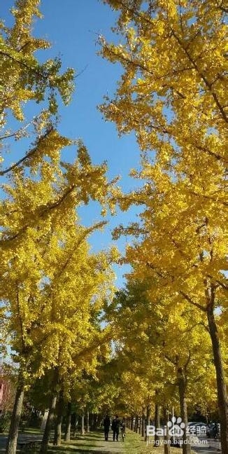 用手机怎样拍出好看的银杏树照片