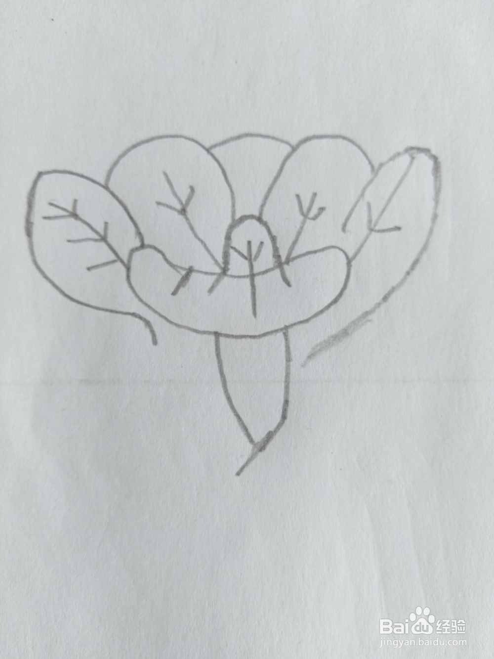 儿童简笔画白菜画法六