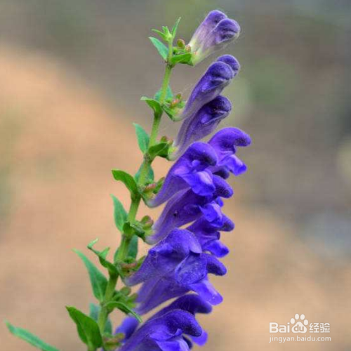 龙胆草种植时需要注意什么