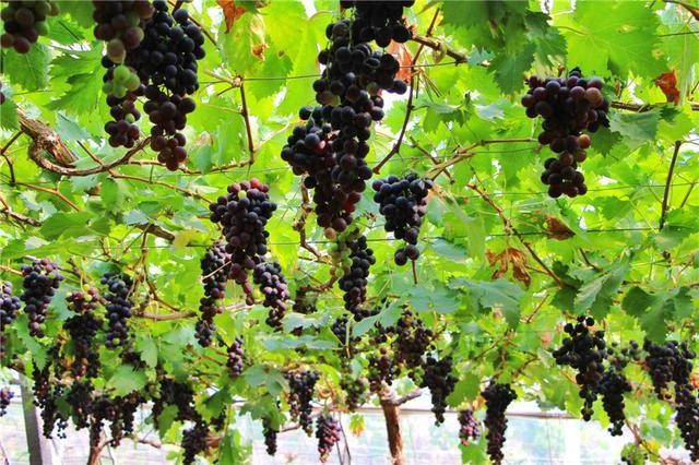 摘葡萄方法，在什么时候摘葡萄最合适