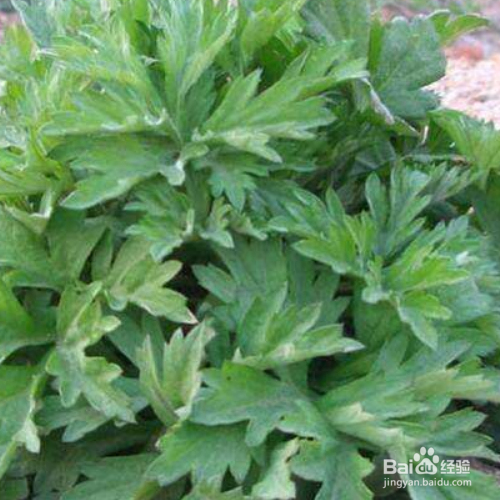 茵陈的养殖方法和注意事项