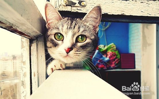 训练猫猫不如学会跟猫猫沟通!