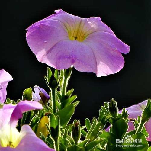 矮牵牛的叶子变黄了怎么办?