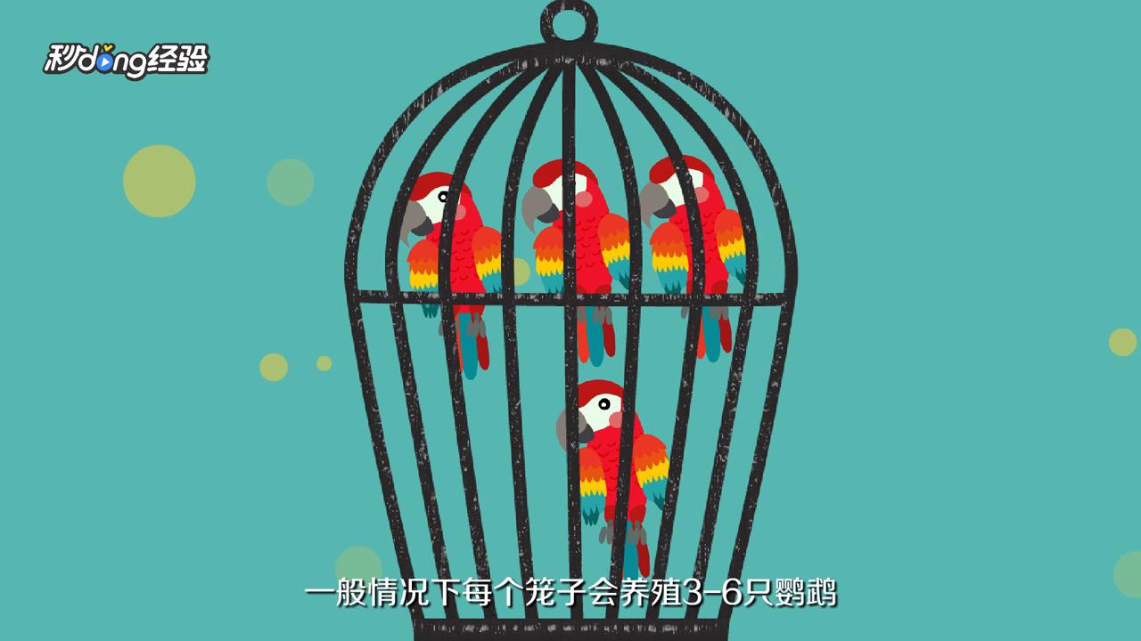 普通小鹦鹉怎么养