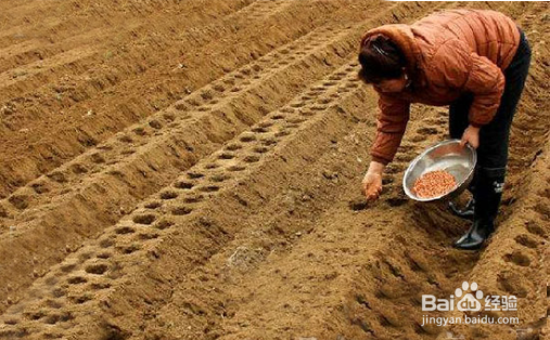 怎样种花生可以高产