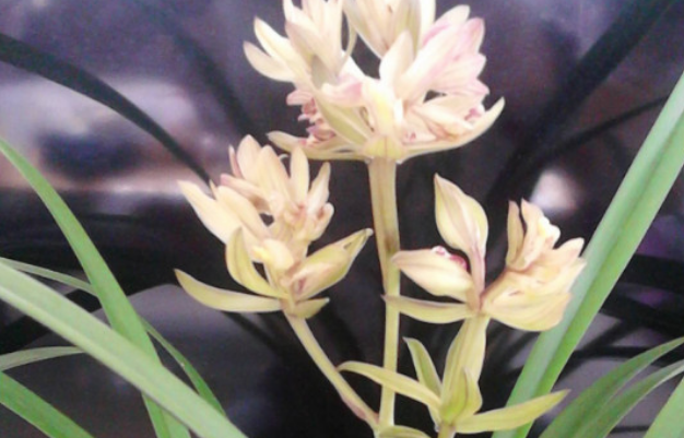 建兰龙岩素不易开花吗