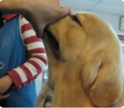 金毛怎么区分纯种和杂交