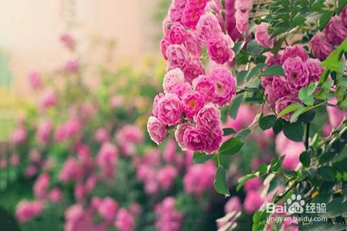 蔷薇花能水培吗 百度经验 蔷薇花能水培吗 百度经验