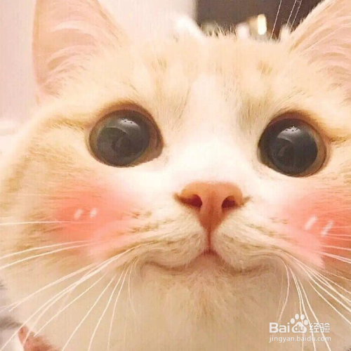 猫咪为什么呕吐没消化的猫粮？