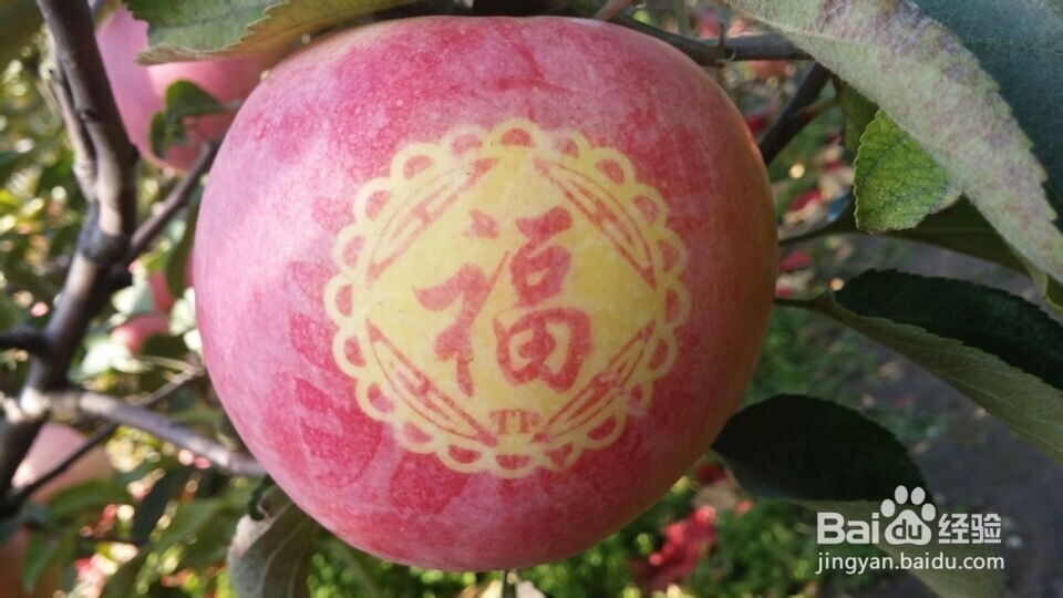 如何制作味道甜美的苹果汁？