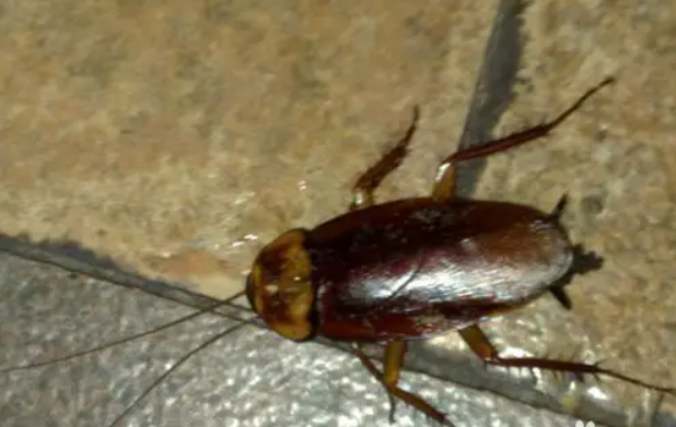 床上放什么可以驱蟑螂