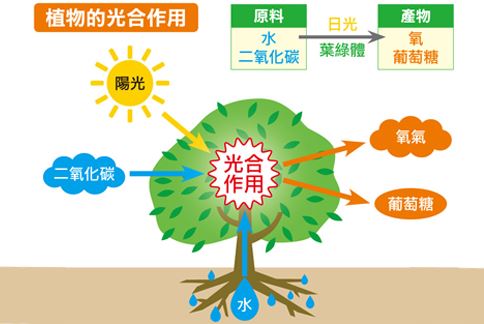 判断题：植物可以吸收氧气，释放出二氧化碳气体。（ ）