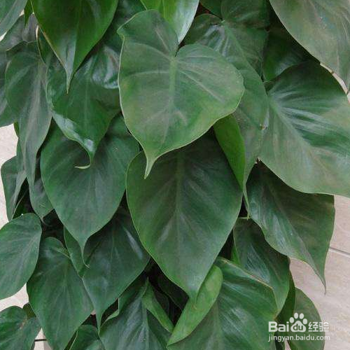 心叶藤下面养殖？
