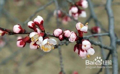 怎样区别桃花 杏花 梨花 樱花 梅花 李花 百度经验