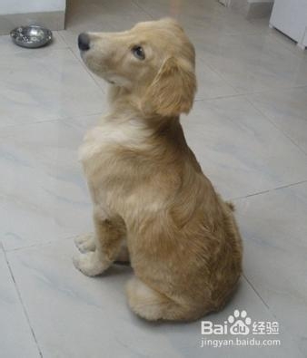 狗狗缺钙该怎么调养