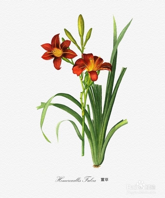 花之系列：[1]母亲花