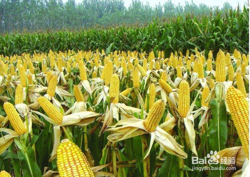 防脱发,哪家强?食疗秘方来改善!!!