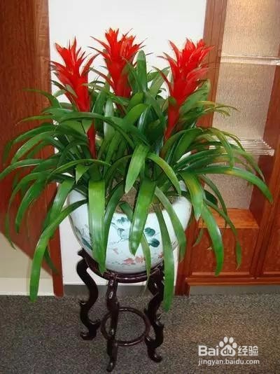 可以带来好运的植物 信不信先放了再说