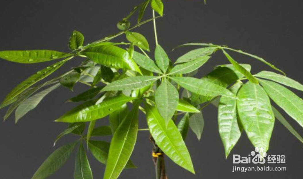 怎样让发财树枝繁叶茂