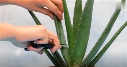 如何巧用芦荟