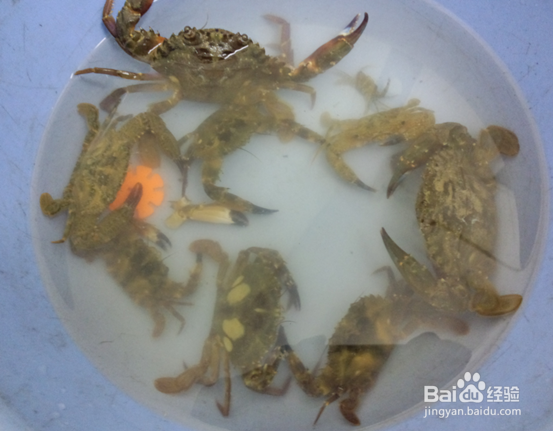 怎样在海边钓螃蟹?海边如何钓螃蟹\怎么抓螃蟹