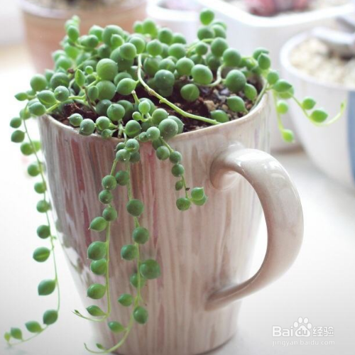 绿之铃叶尖发黑怎么办?