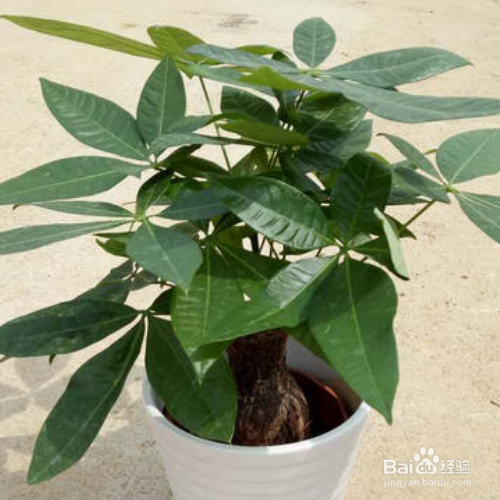 小发财树怎么养才茂盛,怎么浇水