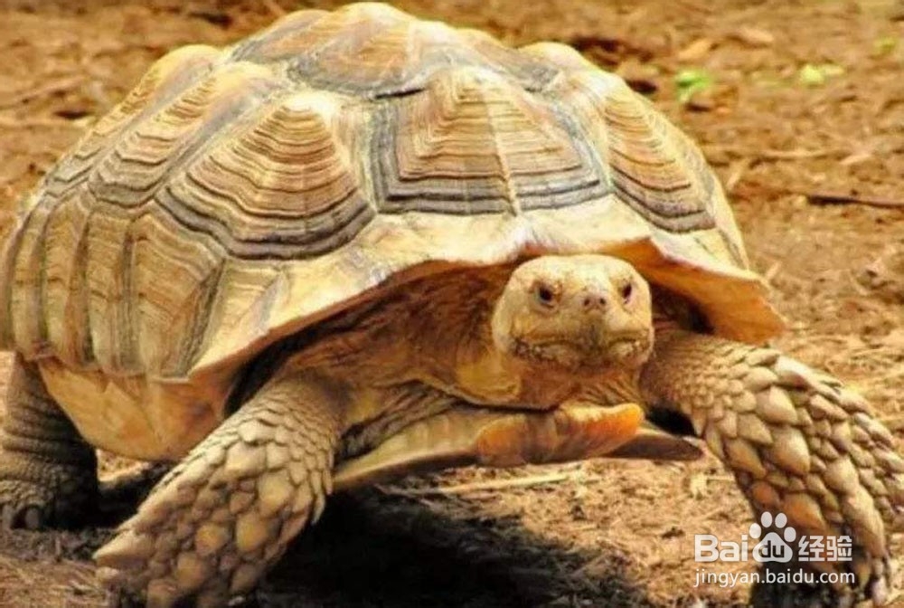 体型最大的乌龟是什么