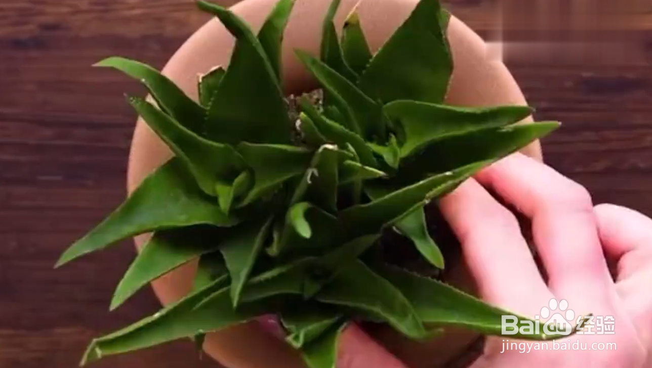 有哪些绿植种植小技巧?