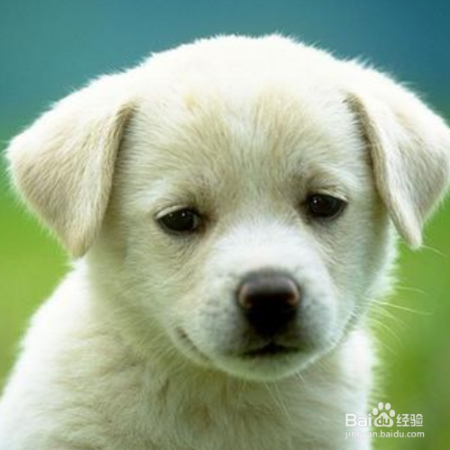 怎么看狗狗有没有营养不良？