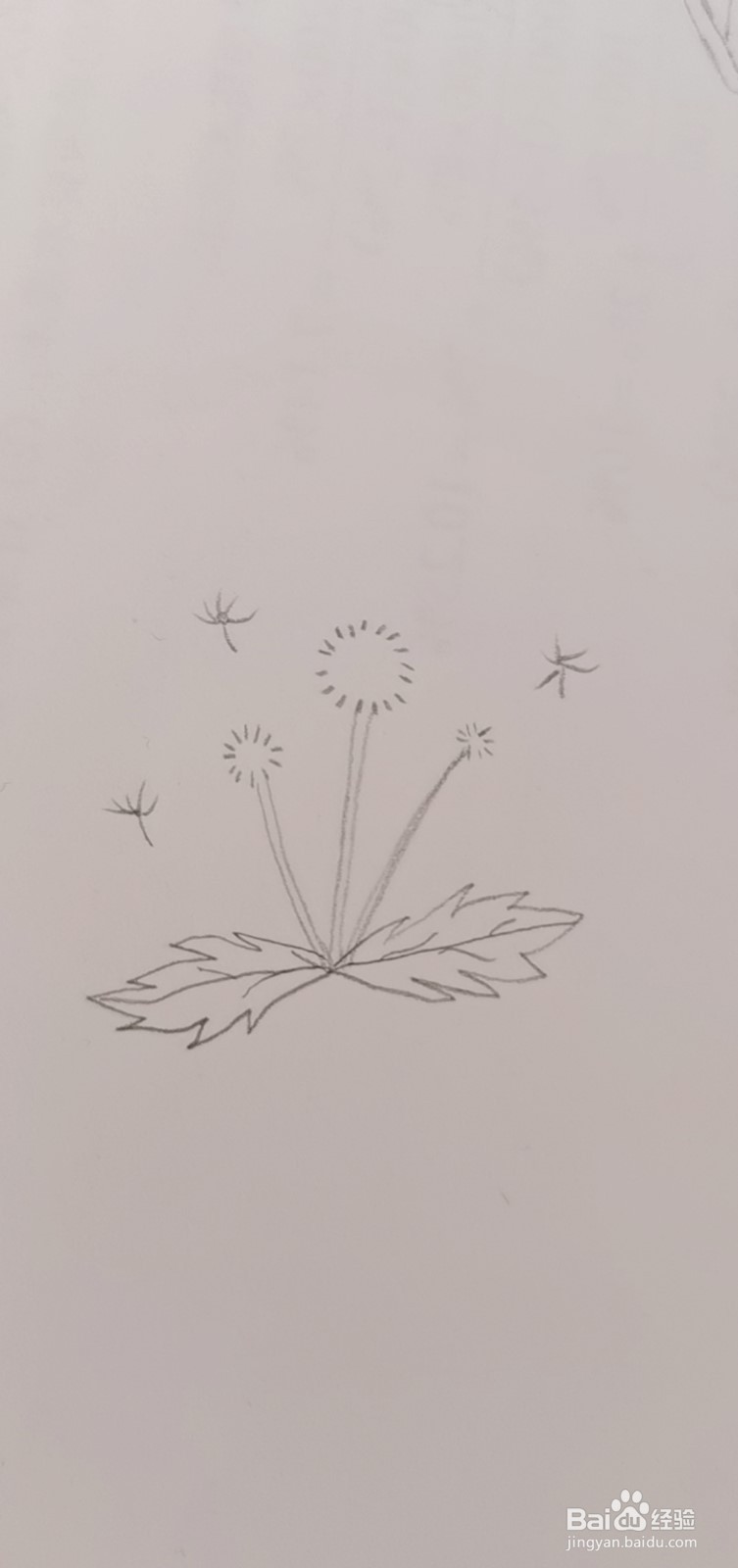 简笔画蒲公英怎么画
