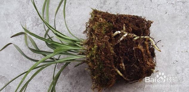 水苔养兰花的正确方法