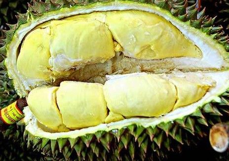 榴莲食用禁忌
